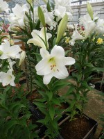 [4556 VH32 Fredo No01.JPG]